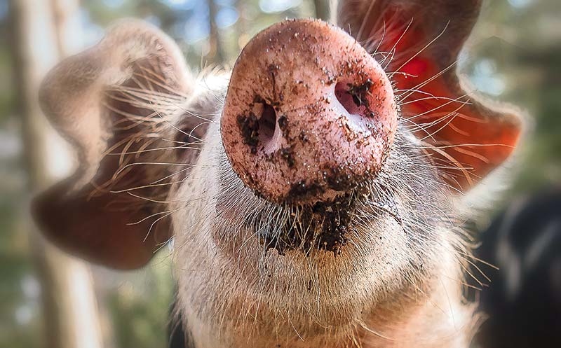 Das Schwein ist ein Haus- und Nutztier mit einer besonders langen Tradition in Europa. Vor allem hierzulande ist Schweinefleisch die am häufigsten verzehrte Fleischart.