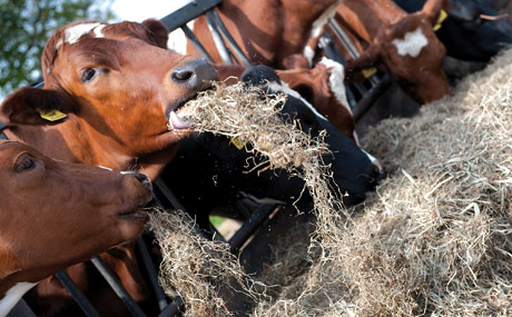 Viele Verbraucher wünschen artgerechte Tierhaltung.
