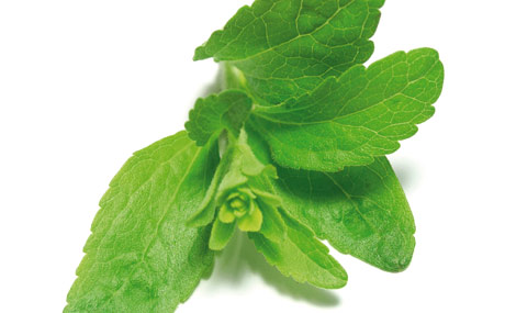 Experten trauen Stevia ein hohes Umsatzpotenzial zu.