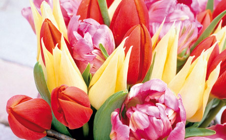 Die Renner im Schnittblumen-Sortiment: 1. Rosen, 2. Tulpen, 3. Nelken.