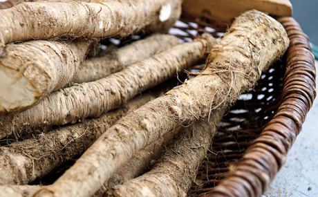 In dieser Warenkunde geht es um Meerrettich.