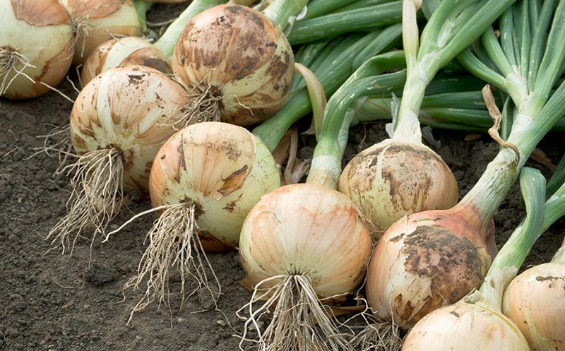 Artikelbild Start-up entwickelt „elektronische Nase“