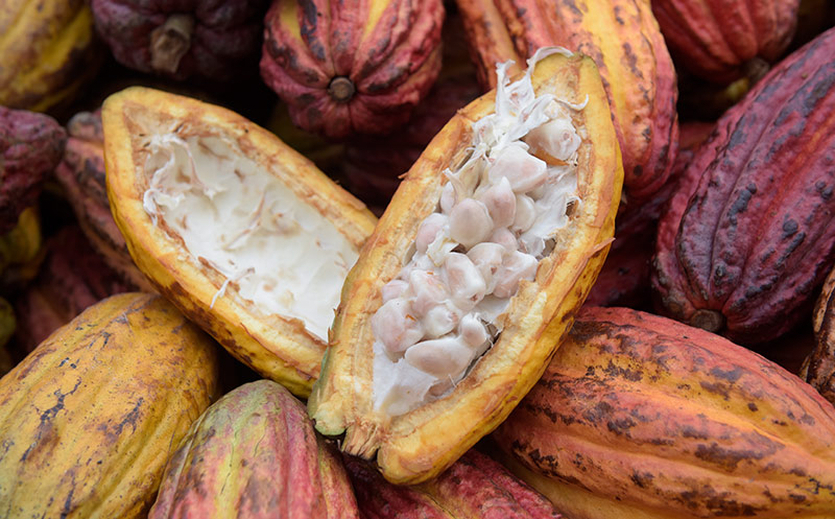 Artikelbild Kakaovermahlung steigt an