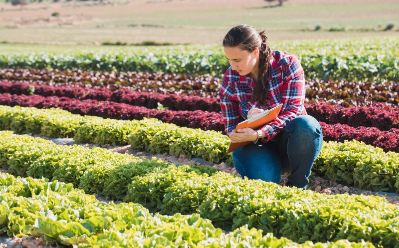 young technical woman working in a field of lettuces with a folder